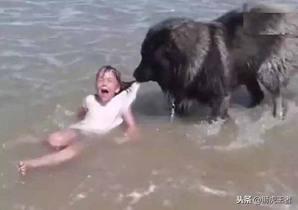 主人被衝到海里去了,狗狗馬上飛奔過來營救!網友:這狗沒白養