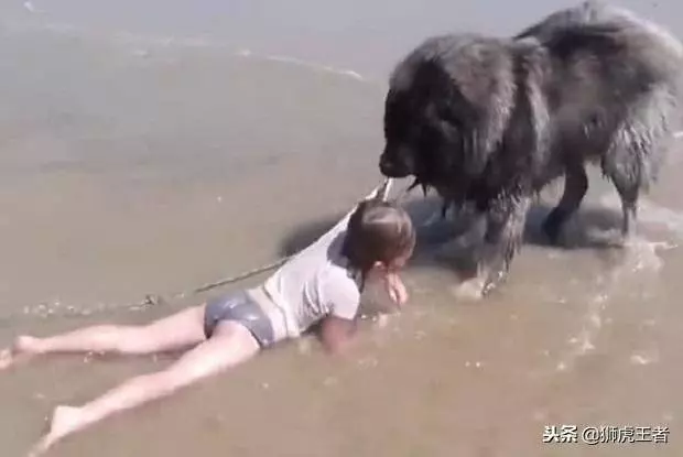 主人被衝到海里去了,狗狗馬上飛奔過來營救!網友:這狗沒白養