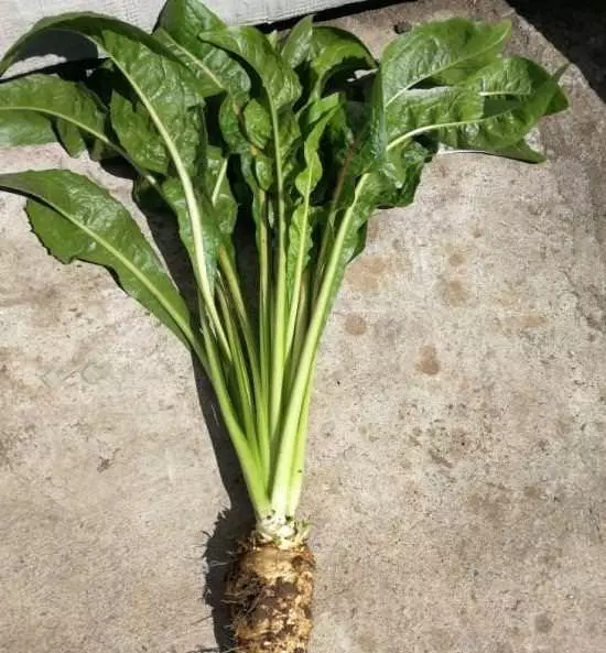 大腸病變的人越來越多,謹記:身體出現【3多2痛】,趕緊去醫院檢查,能保命!