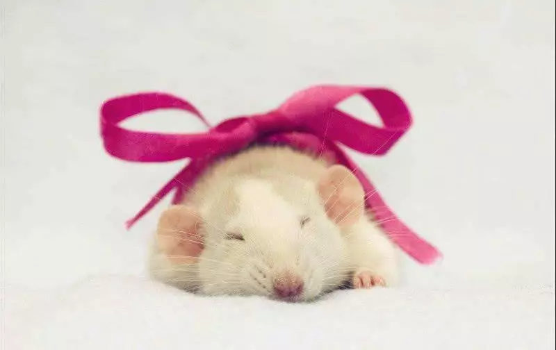 2019年財星顯靈,5生肖財運滾滾來,翻手覆手都是錢!