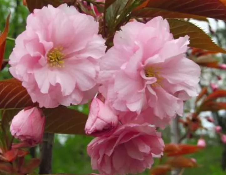 12月19號開始,迎財神,接貴人,苦難熬到頭,5大生肖富貴花開!