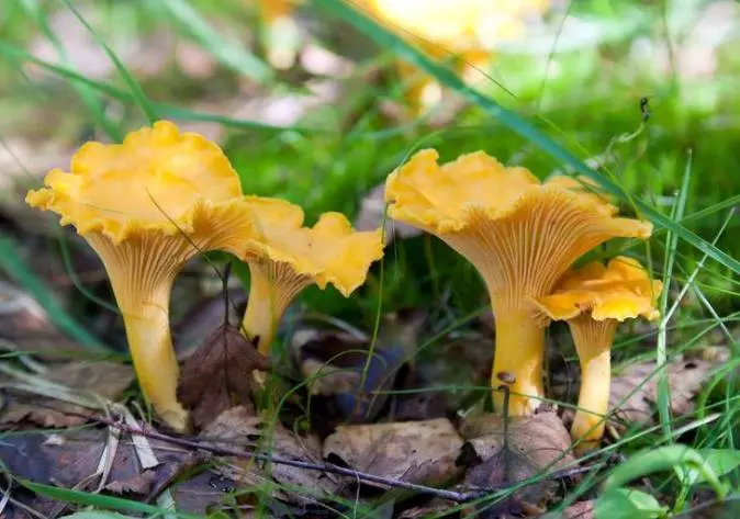 12月19號開始,迎財神,接貴人,苦難熬到頭,5大生肖富貴花開!