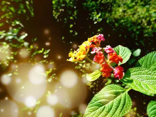 12月19號開始,迎財神,接貴人,苦難熬到頭,5大生肖富貴花開!