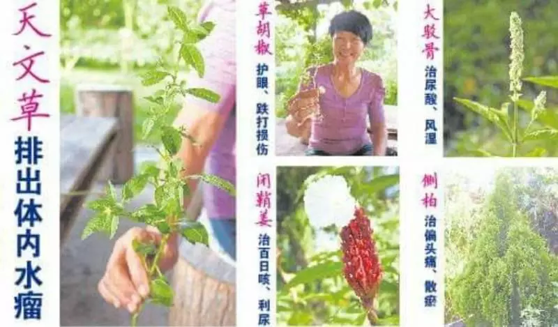 (真人真事)吃草藥排出體內水瘤,還有效治骨痛熱症及預防肝病,母女檔公開救人秘方