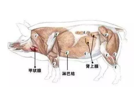 這九種肉再香也別吃,含有的病菌和毒素特別多,容易啟動癌細胞,記得告訴家裡做飯的人!