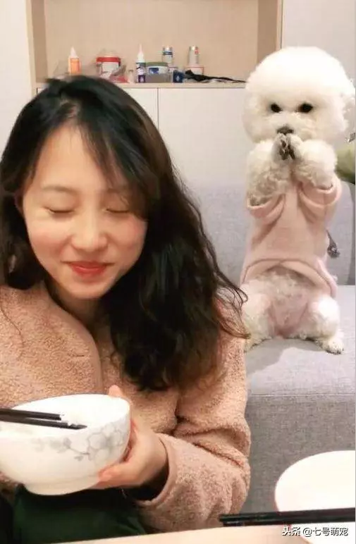 女主吃飯故意不搭理狗狗,狗狗之後討要美食舉動瞬間笑噴女主!