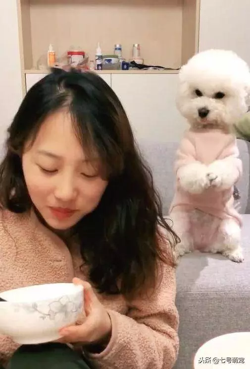 女主吃飯故意不搭理狗狗,狗狗之後討要美食舉動瞬間笑噴女主!