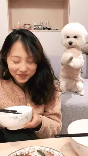女主吃飯故意不搭理狗狗,狗狗之後討要美食舉動瞬間笑噴女主!