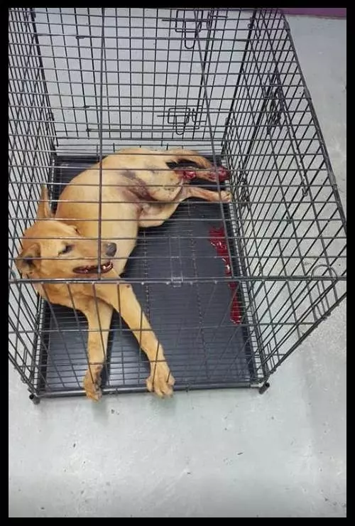 狗狗被撞受傷,大馬男子的舉動和這番話獲得網民讚賞!不一樣的穆斯林