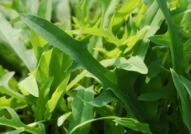 最天然的「補腎草」、「抗癌草」!路邊遍地都是,看到趕緊挖回家~