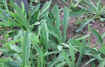最天然的「補腎草」、「抗癌草」!路邊遍地都是,看到趕緊挖回家~