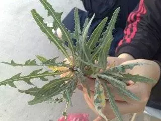 最天然的「補腎草」、「抗癌草」!路邊遍地都是,看到趕緊挖回家~