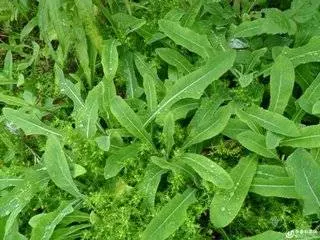 最天然的「補腎草」、「抗癌草」!路邊遍地都是,看到趕緊挖回家~