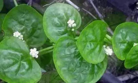 最天然的「補腎草」、「抗癌草」!路邊遍地都是,看到趕緊挖回家~