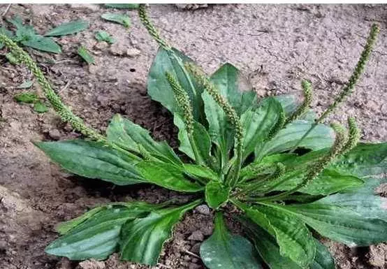 最天然的「補腎草」、「抗癌草」!路邊遍地都是,看到趕緊挖回家~