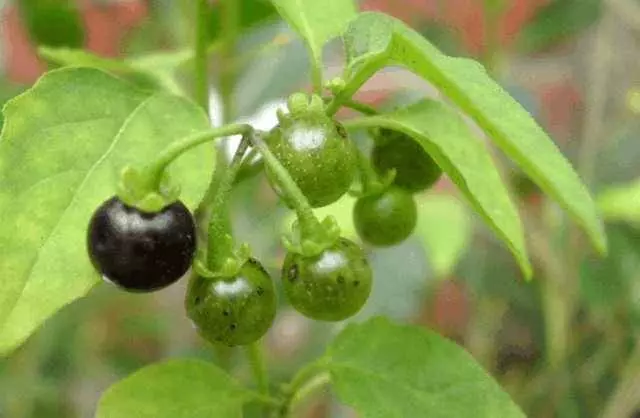 最天然的「補腎草」、「抗癌草」!路邊遍地都是,看到趕緊挖回家~