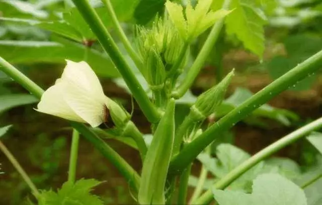 最天然的「補腎草」、「抗癌草」!路邊遍地都是,看到趕緊挖回家~