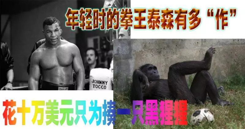 年輕時的拳王泰森有多「作」?花十萬美元只為揍一隻黑猩猩