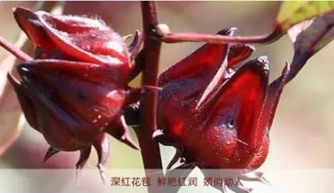 洛神花茶這樣喝降血脂、膽固醇、保護肝臟