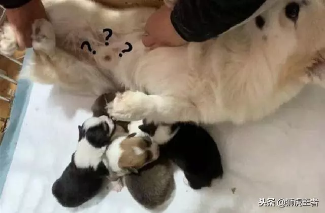 狗狗在喂奶,主人越看越不對頭,忍不住伸出手,下一秒直接笑噴!