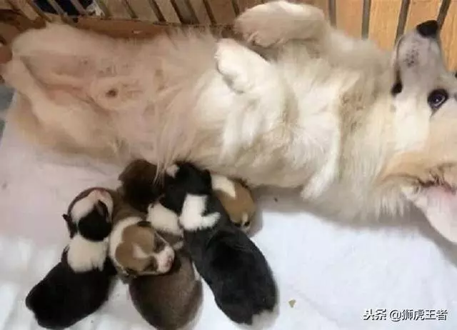狗狗在喂奶,主人越看越不對頭,忍不住伸出手,下一秒直接笑噴!