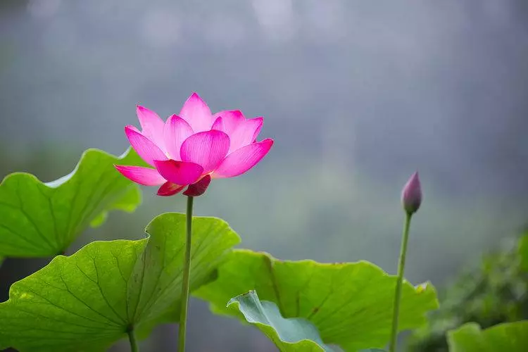 12月16號、17號內,貴人指點財路,年底福祿多多的5大生肖!
