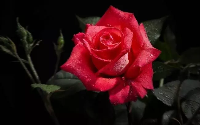 12月16號開始吉星庇佑,運勢大旺財庫豐盈,橫財進家門的6大生肖!