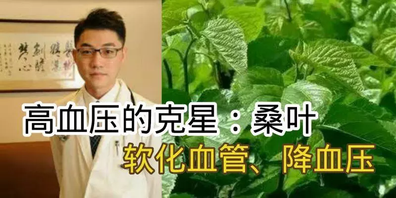 中醫師:高血壓的剋星「桑葉」可軟化血管、降血壓,不用四處求藥了!