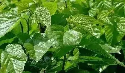 中醫師:高血壓的剋星「桑葉」可軟化血管、降血壓,不用四處求藥了!