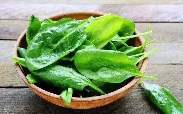中醫師:高血壓的剋星「桑葉」可軟化血管、降血壓,不用四處求藥了!