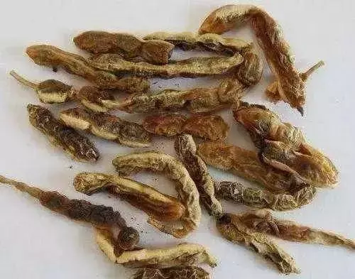 中醫師:高血壓的剋星「桑葉」可軟化血管、降血壓,不用四處求藥了!