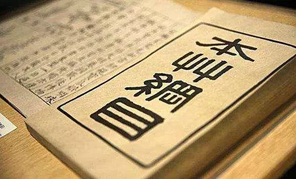桑葉泡水注意「三不喝」「五必喝」每天喝兩口把病都喝走
