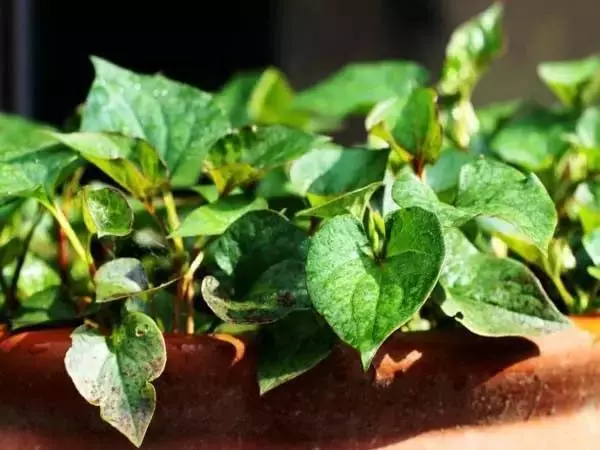 這11種花草各有療效,是天然抗生素 家中擺一盆給全家人帶來健康