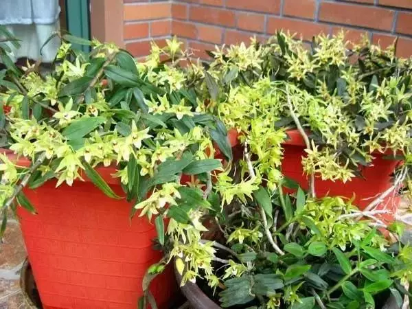 這11種花草各有療效,是天然抗生素 家中擺一盆給全家人帶來健康