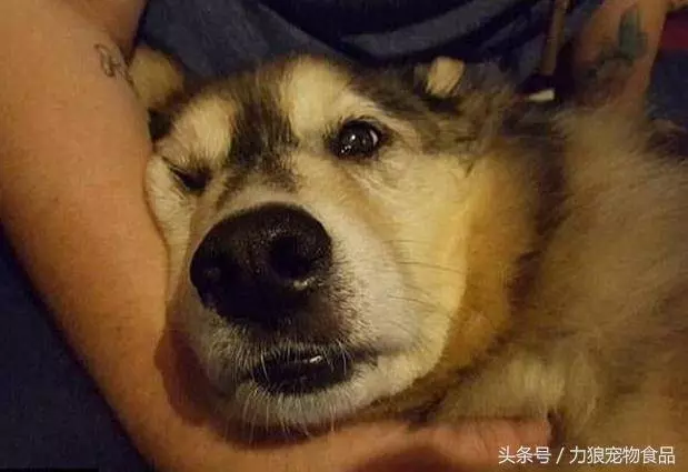 流著幸福的淚水,哈士奇慢慢閉上眼睛,死在了主人的懷裡!