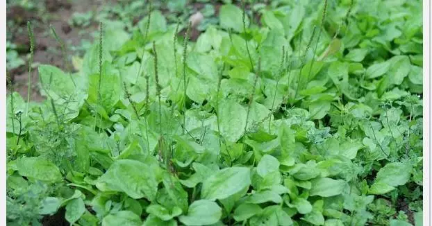 小小車前草,是防治痛風尿酸的寶,便宜又簡單
