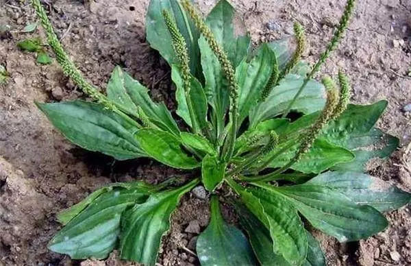 小小車前草,是防治痛風尿酸的寶,便宜又簡單