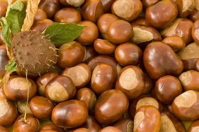百歲老人養生秘訣:每天吃幾顆,補腎強腰、預防骨質疏鬆、眼不花,發不白,腿腳好!