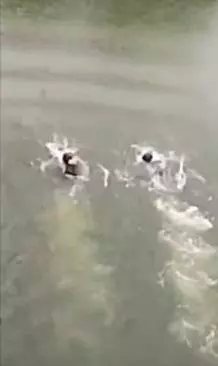 網上流傳一則40多秒的【3少年玩命視頻】網民看了怒轟!愚蠢
