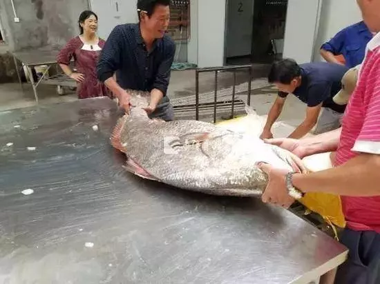 男子捕獲【罕見魚王】居然有人開價【550萬新台幣】原來肚裡全是寶