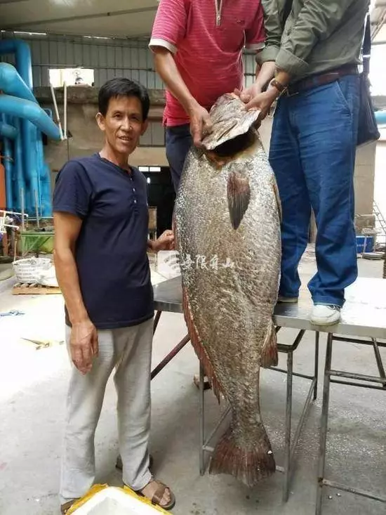 男子捕獲【罕見魚王】居然有人開價【550萬新台幣】原來肚裡全是寶