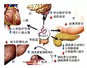 本人身患糖尿病多年,吃藥無數,丈母娘給了一個偏方,成功把血糖降下,不用再吃藥了!