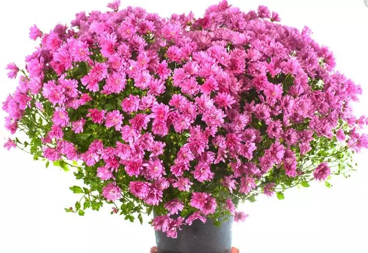 12月6號起財運纏身,各種橫財從天而降,金銀珠寶堆滿屋的6大生肖!