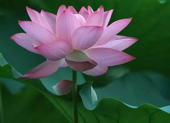 12月6號起財運纏身,各種橫財從天而降,金銀珠寶堆滿屋的6大生肖!