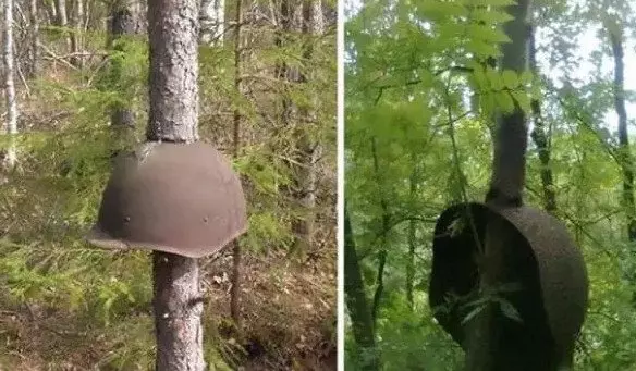 男子來到山上考察,發現「異形」大樹,湊近一瞧不忍直視 !