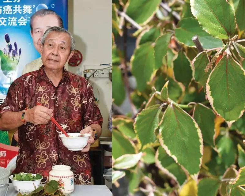 【奇花妙草】金邊桑:打救腰痛的紅星!!!
