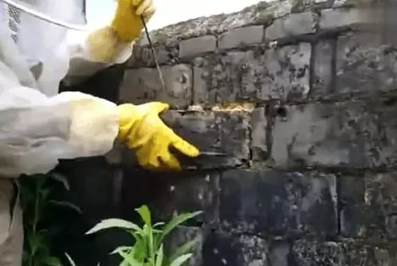 男子在後院菜地幹活,聽見牆縫傳來異響,撬開後卻有意外收穫