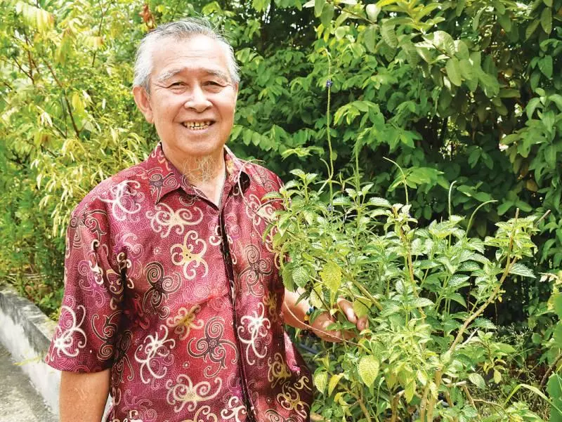 爸爸胃痛幾十年,姐姐求得中醫師一秘方,盡然治好了!玉龍鞭:胃痛草內外兼用,效果超好!