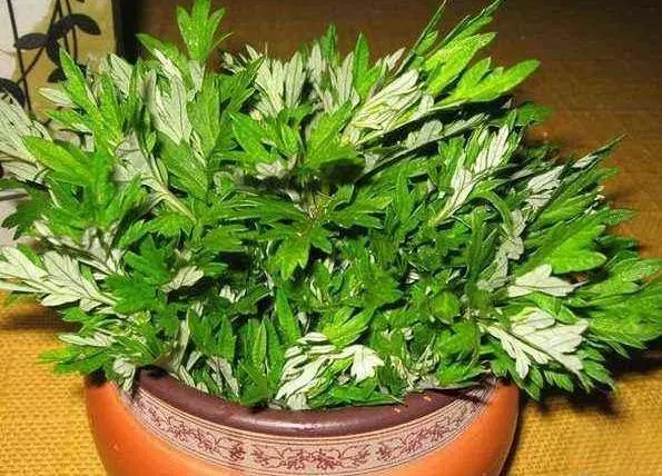細菌最「討厭」3種植物,養「10盆」也不嫌多,能讓家人更健康!!