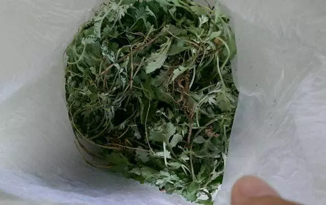 細菌最「討厭」3種植物,養「10盆」也不嫌多,能讓家人更健康!!